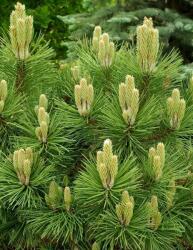 Pinus nigra 'Nana' CLT10 feketefenyõ