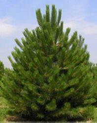 Pinus nigra 'Austriaca' CLT35 feketefenyõ