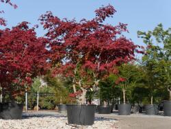Acer jap. 'Aconitifolium' CLT25 vörösvirágú juhar