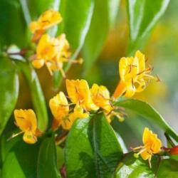  LONICERA HENRY COPPER BEAUTY (R) CLT. 10 175/200 futólonc