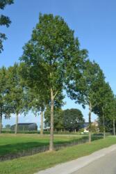  Fraxinus exc. 'Atlas' CLT18 6/8 magas kõris