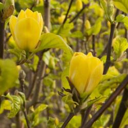 Magnolia acum. 'Yellow Bird' LV9 hegyeslevelű liliomfa