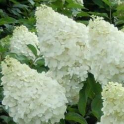 HYDRANGEA PANICULATA POLAR BEAR (R) CLT. 10 hortenzia