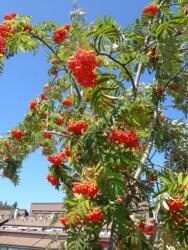  SORBUS AUCUPARIA CLT. 18 8/10 STANDARD madárberkenye