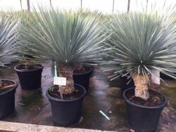  Yucca rostrata CLT40 80/100 pálmaliliom