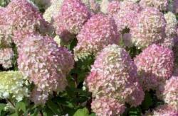 HYDRANGEA PANICULATA MAGICAL CANDLE (R) CLT. 10 hortenzia