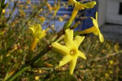 JASMINUM NUDIFLORUM CLT. 10 175/200 téli jázmin