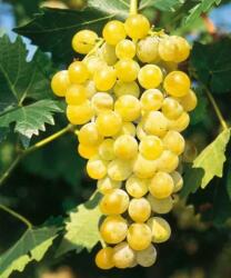 VITIS VINIFERA POLOSKE MUSCAT CLT. 10 bortermõ szõlõ