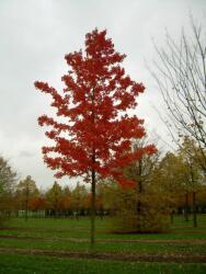 Acer rubrum 'October Glory' CLT18 vörös juhar