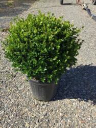  BUXUS MICROPHYLLA FAULKNER CLT. 15 CONE kislevelű puszpáng, buxus