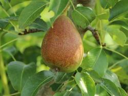  PYRUS COMMUNIS NANA GARDEN GEM (R) CLT. 10 MINI STANDARD törpe körte