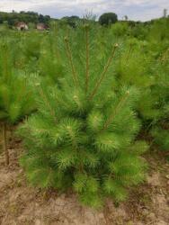 Pinus syl. CLT45 150/175 erdeifenyõ