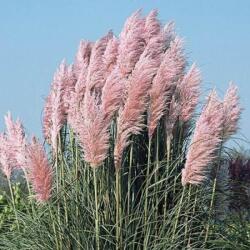  CORTADERIA SELLOANA PINK FEATHER CLT. 3 pampafű