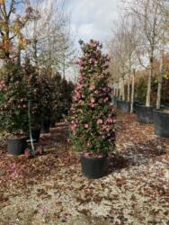  CAMELLIA SASANQUA CLT. 10 karácsonyi kamélia