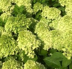  HYDRANGEA PANICULATA MOJITO (R) CLT. 10 hortenzia