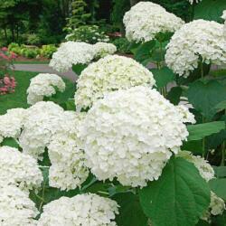 HYDRANGEA ARBORESCENS STRONG ANNABELLE(R) CLT. 10 hortenzia