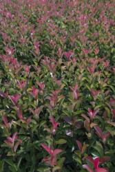  PHOTINIA SERRULATA RED ROBIN CLT. 15 HALF STANDARD kerti korallberkenye