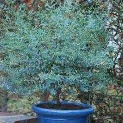  EUCALYPTUS GUNNII RENGUN(R) (FRANCE BLEU) CLT. 10 eukaliptusz