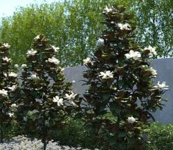 Magnolia gran. 'Little Gem' CLT25 nagyvirágú liliomfa