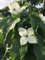 CORNUS KOUSA SCHMETTERLING CLT. 5 csillagsom