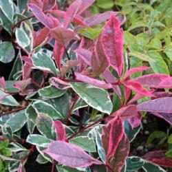  Photinia fr. 'Pink Marble' CLT25 korallberkenye
