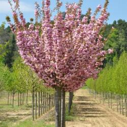  Prunus ser. 'Kanzan' CLT18 8/10 japáncseresznye