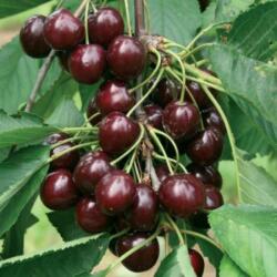 PRUNUS AVIUM NANA GARDEN BING (R) CLT. 10 MINI STANDARD törpe cseresznye