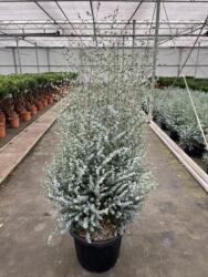  EUCALYPTUS GUNNII AZURA (R) CLT. 18 100/125 eukaliptusz