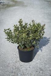ILEX AQUIF. VARIEGATUM (ARG. MARGINATA) CLT. 30 100/125 magyal