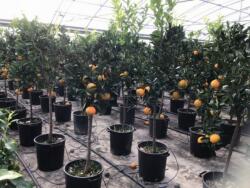 CITRUS SINENSIS (ARANCIO) CLT. 35 HALF STANDARD édes narancs