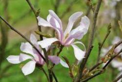Magnolia LOEBNERI LEONARD MESSEL CLT. 18 100/125 magnólia, liliomfa