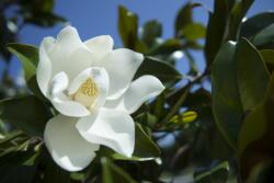 Magnolia GRANDIFLORA GALLISONIENSIS CLT. 30 6/8 STANDARD magnólia, fehér virágú liliomfa