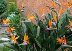  Strelitzia reginae LCI6 pompás papagájvirág