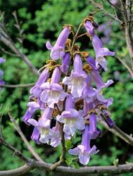  PAULOWNIA IMPERIALIS (TOMENTOSA) CLT. 18 8/10 STANDARD császárfa (csak áruházi átvétellel)