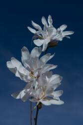Magnolia STELLATA LV 9 MINI STANDARD magnólia, csilagvirágú liliomfa