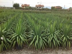 YUCCA FILAMENTOSA LV 9 kerti pálmaliliom