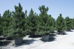 PINUS NIGRA AUSTRIACA CLT. 18 Osztrák feketefenyõ