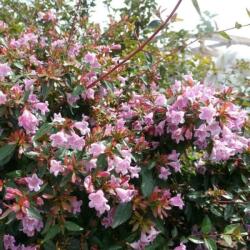  Abelia 'Edward Goucher' CLT3 tárnicslonc