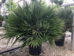 CHAMAEROPS HUMILIS CLT. 30 80/100 MULTI-STEMMED lószõrpálma