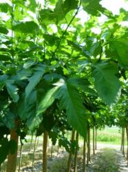  Morus plat. 'Fruitless' CLT25 8/10 eperfa platán levelű