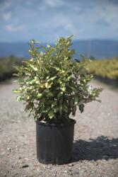  ELAEAGNUS EBBINGEI MARYLINE (R) CLT. 5 ezüstfa