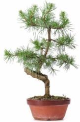 Pinus sylvestris CLT90 BONSAI erdeifenyõ