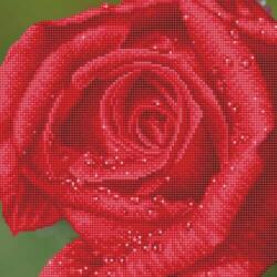 pictură cu diamante, trandafir de rouă (DD5.039)