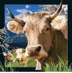 Worth Keeping Magnet care merită păstrat Vaca elvețiană 3D (182621) (182621)