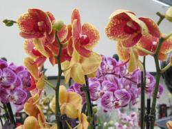  Phalaenopsis orchidea vegyes színekben, 12 cm-es cserépben, magassága kb. 60 cm, 1 db