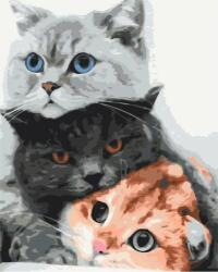 Twoje Hobby Malowanie po numerach - Koty mruczą 40x50 cm (479092)
