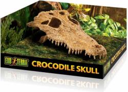 Hagen Crocodile Craniu Decoration (012850)