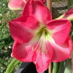 Sweet Pink cserepes amarillisz 14 cm-es cserépben, 1 db