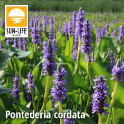 Sun-Life Pontederia cordata / Tömött sellővirág kék (96) (TN00096) - koi-farm