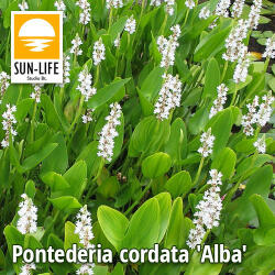 Sun-Life Pontederia cordata Alba / Fehér sellővirág (97) (TN00097) - aqua-farm